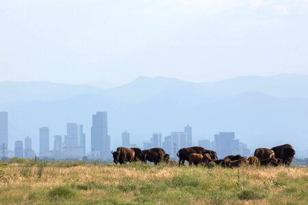 Bison herd in the Denver skyline-3 photo