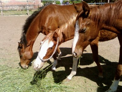 Horses  