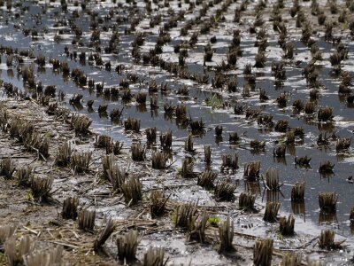 Tanaka harvesting rice soil mechanics photo