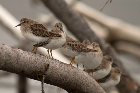 Least Sandpipers-1 photo