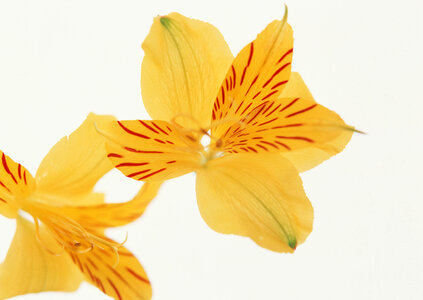 Beautiful orange lilies photo