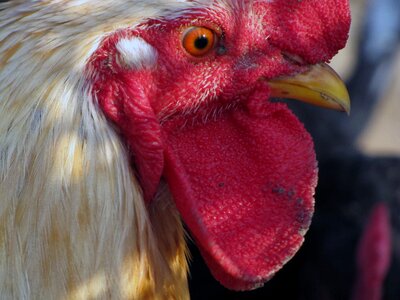 Hen bird poultry