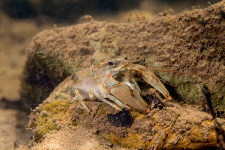 Allegheny Crayfish-1 photo