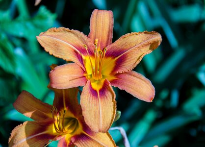 Summer flower bloom
