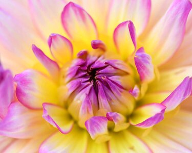 Beautiful beautiful flowers beautiful photo
