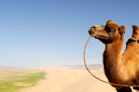 Camel fear sand dune photo