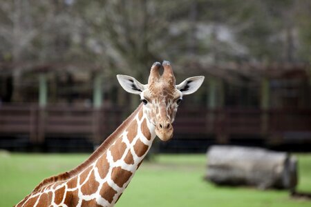 Wildlife mammal head