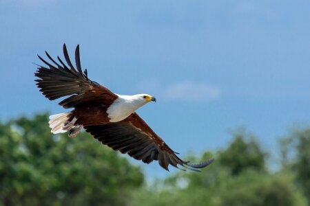White tailed eagle africa bird