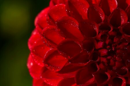 Beautiful Flowers blooming blossom