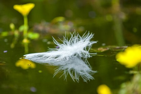 Feather relaxation soft
