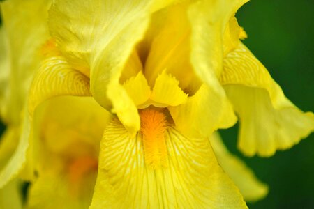Yellow iris plant photo
