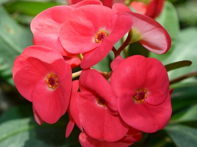 Beautiful Flowers ecology petals