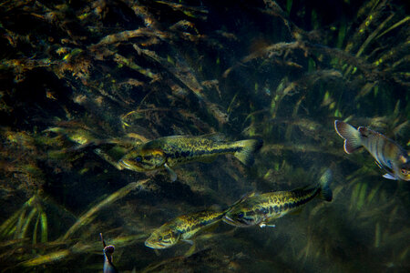 Largemouth bass-2 photo