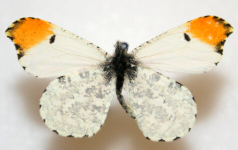 Falcate Orangetip, Anthocharis midea Butterfly