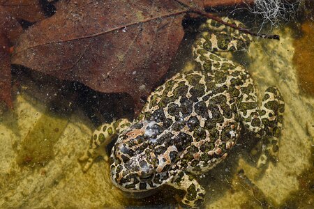 Amphibian nature frog