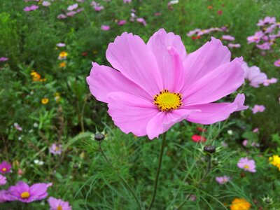 Floral plant natural