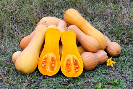 Vegetable food nature