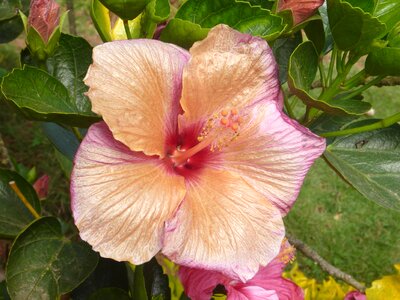 Bloom blossom color