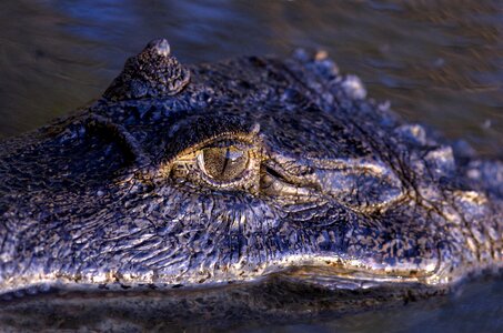 Venezuela crocodilian llanos