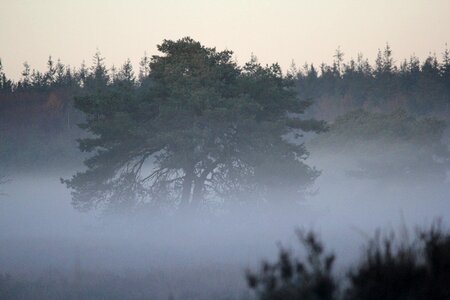 Patch fog mystical forest