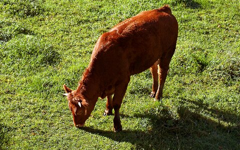 Breed polish race pasture land