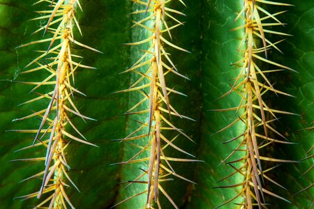 Green prickly plant photo