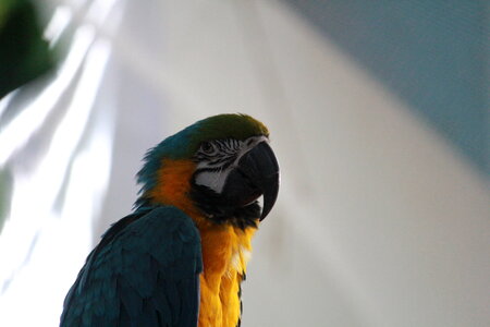 Parrot Macaw photo