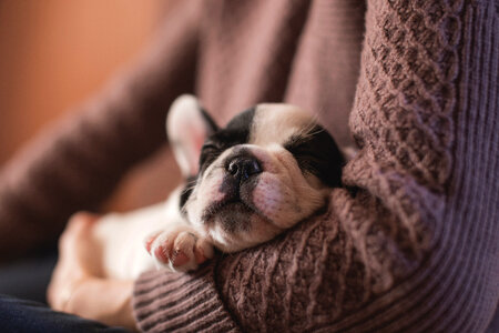 Tiny French Bulldog Napping in the Arms of his Mistress photo