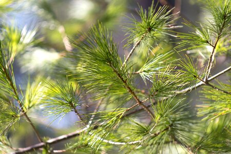 Branch branches color