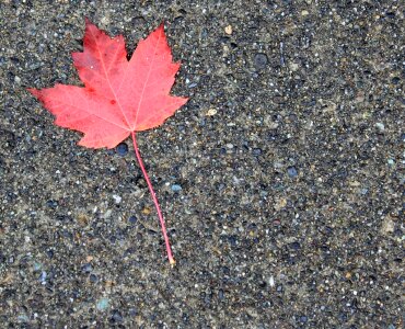 Red fall tree