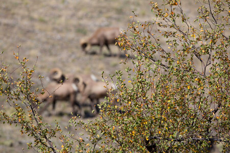 Bachelor group of rams walk a hillside-1