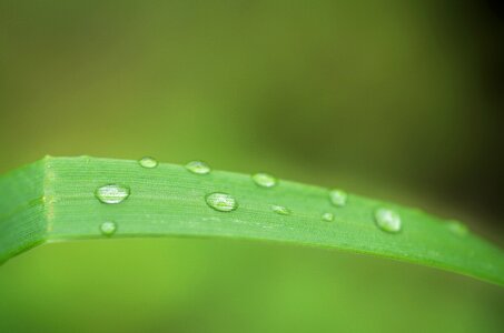 Green natural summer photo