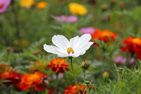 Flowers plant nature