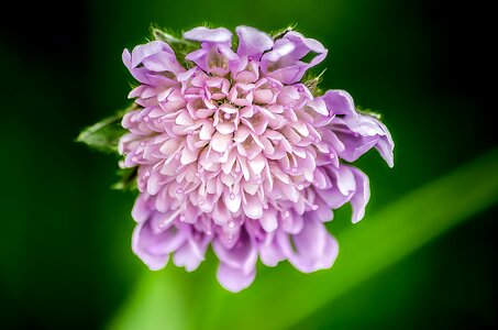 Blossom bloom scabiosa