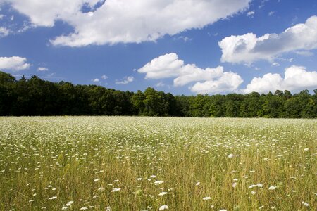 Trees landscape summer