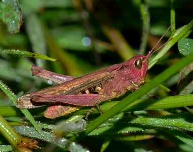 Grasshopper orthoptera insects