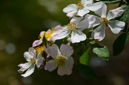 Blossom close up depth of field photo