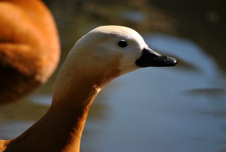 Animal zoo duck