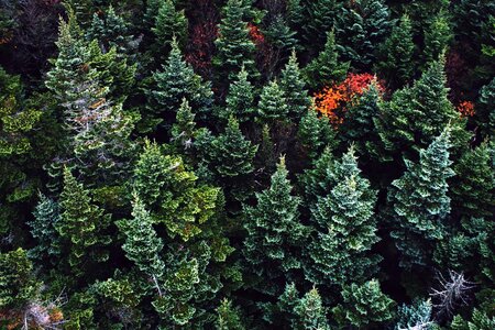 Colorful conifer environment photo