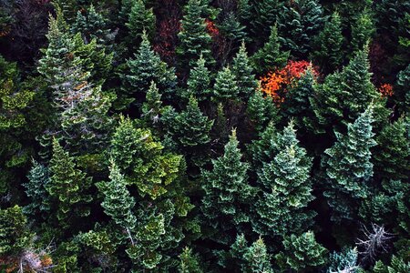 Colorful conifer environment