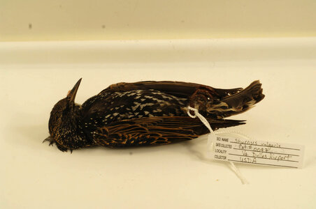 Sturnus vulgaris-1