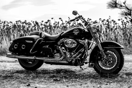 Harley Davidson Motorcycle with a Field of Wheat Behind It photo