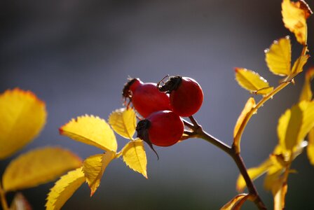 Rose hip autumn autumn fruits photo
