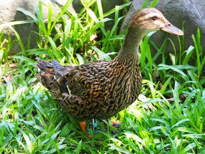 Duck child waterfowl poultry