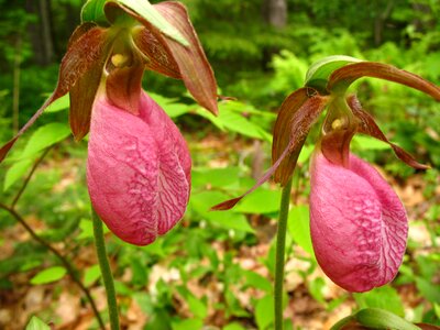 Orchid cypripedium nature photo