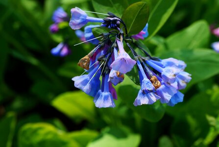 Beautiful Flowers blooming blossom photo