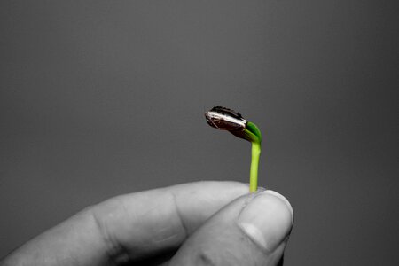 Green grow spring