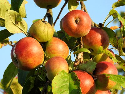 Apple apple tree Free photos