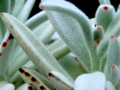 Panda plant houseplant green photo