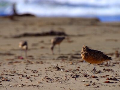 Birds stand on one leg beach photo